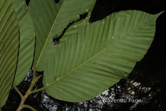Dipterocarpus bourdillonii